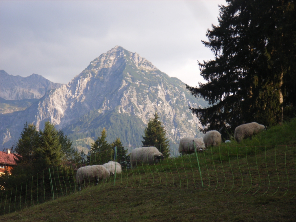 Schafzucht aus Fischen im Allgäu Schafhaltung